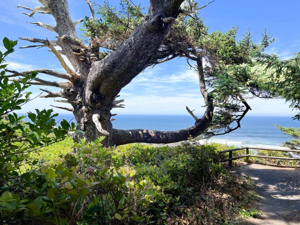 A twisted tree frames a view of the ocean at Cape Perpetua on Oregon's central coast.