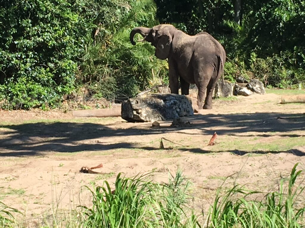 Elephant eating leaves from a tree on Kilimanjaro Safari.