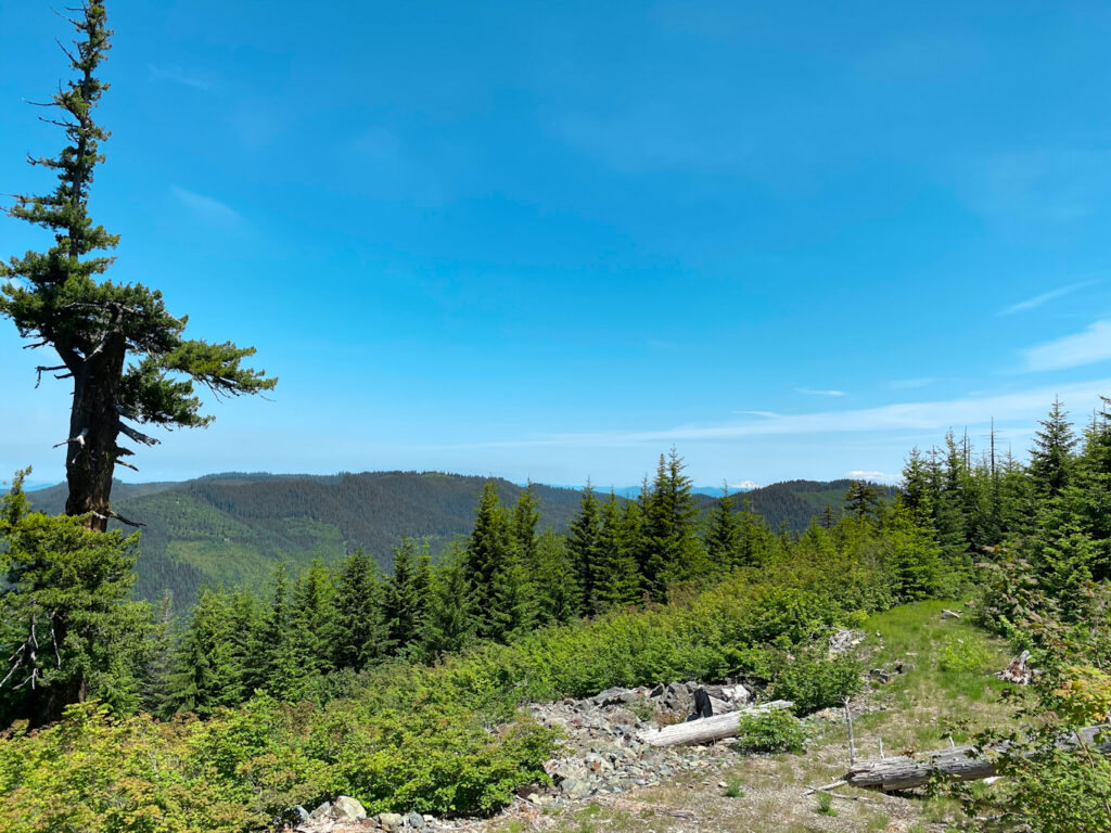 View from road to Bohemia mine