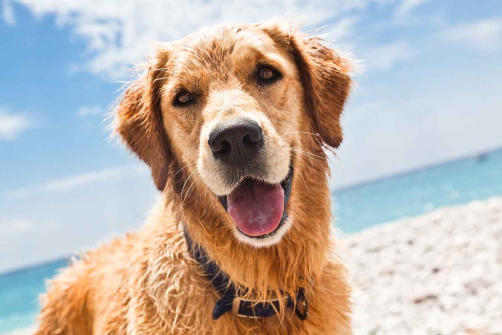 Dog on beach lo res