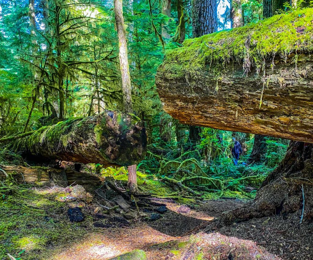 Valley of the Giants fallen tree opt