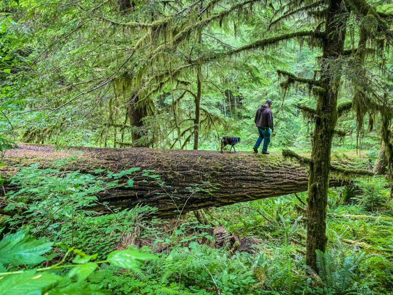 Valley of the Giants feature opt