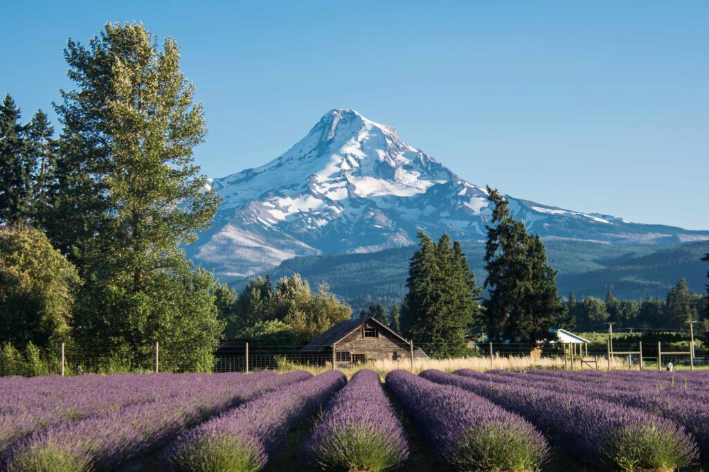 mt hood lavendar AdobeStock 243358807