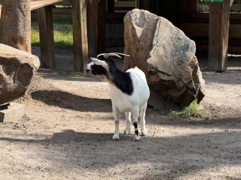 Wild Florida goat petting zoo