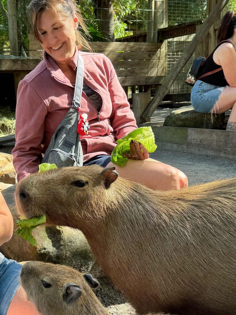 Woman feeds lettuce to capybaras while visiting an attraction near Disney World in summer