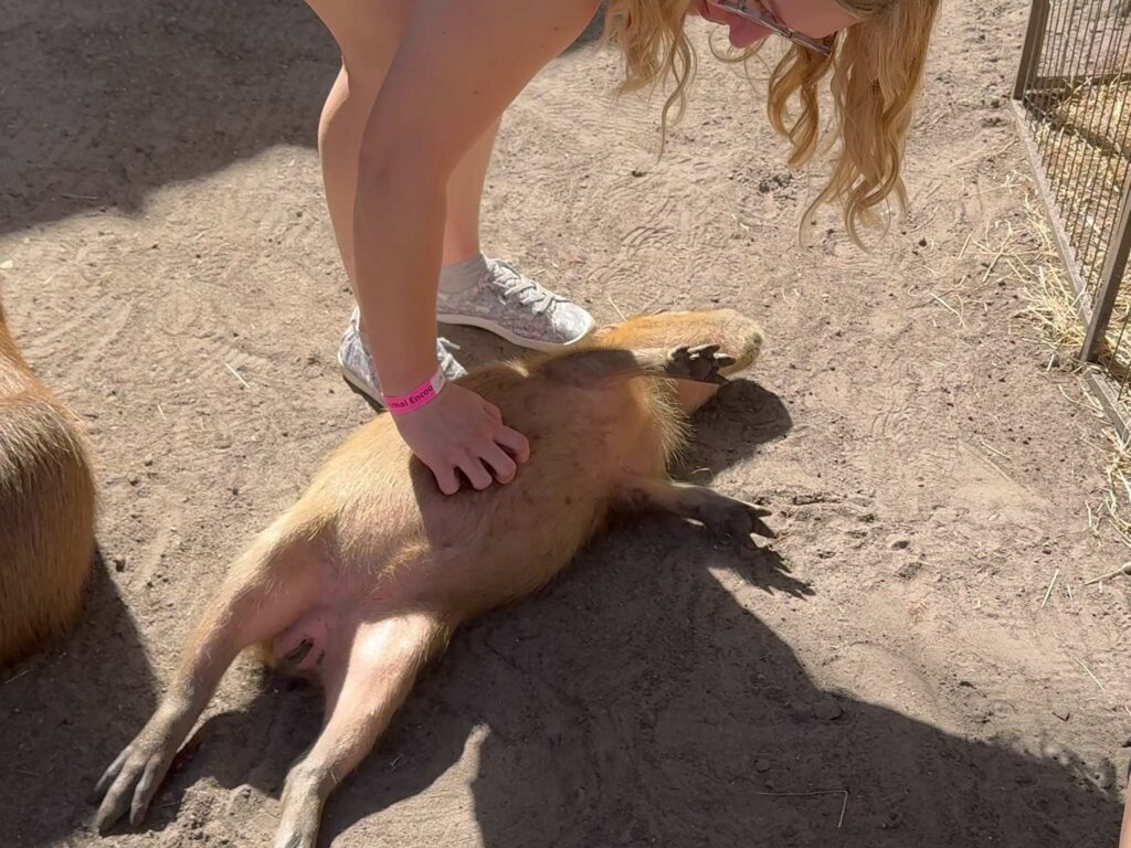 A young woman pets a capybara who is laying on his back, inviting belly rubs at Wild Florida alligator and wildlife park