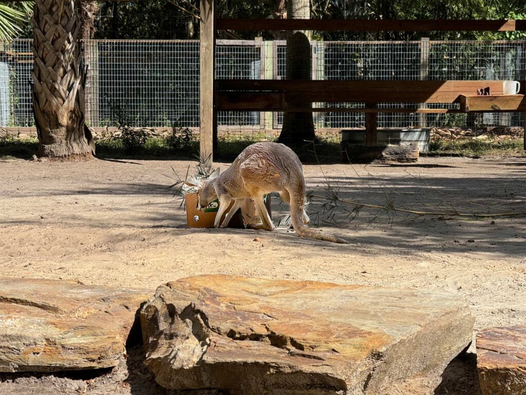 Kangaroo eating from a bucket at Wild Florida Alligator and Wildlife park