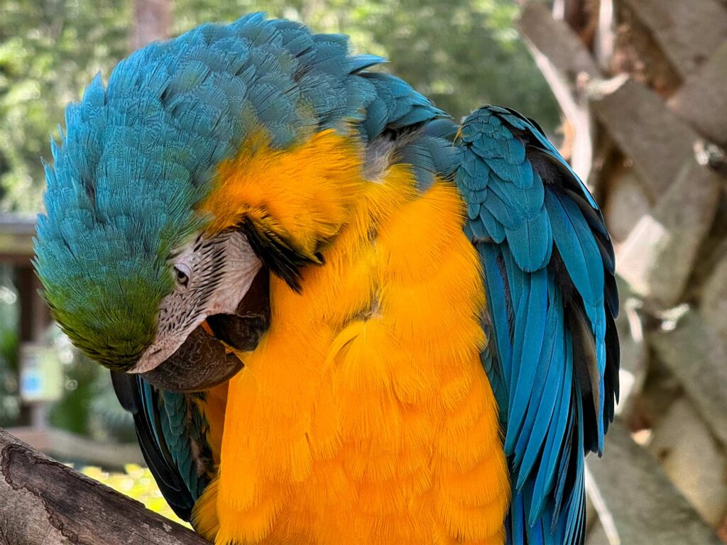 Bright orange and turquoise macaw perches with his head under wing at Wild Florida Airboats and Gator Park, Kennensville, Fl.