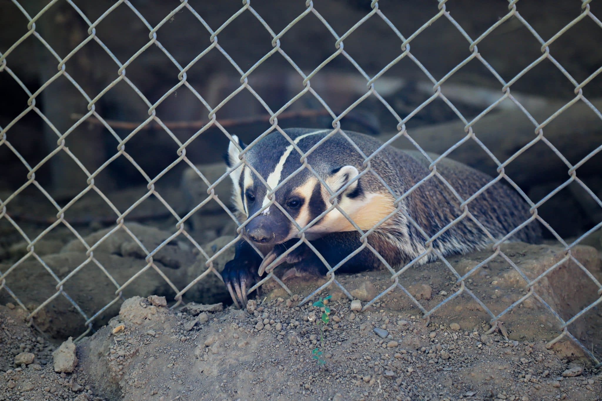 Badger looking out is enclosure for dinner at Wildlife Images