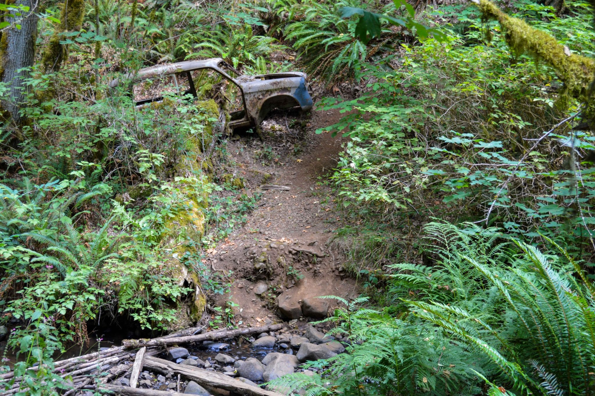 Abandoned car in overgrown brush in beazell Memorial Forest