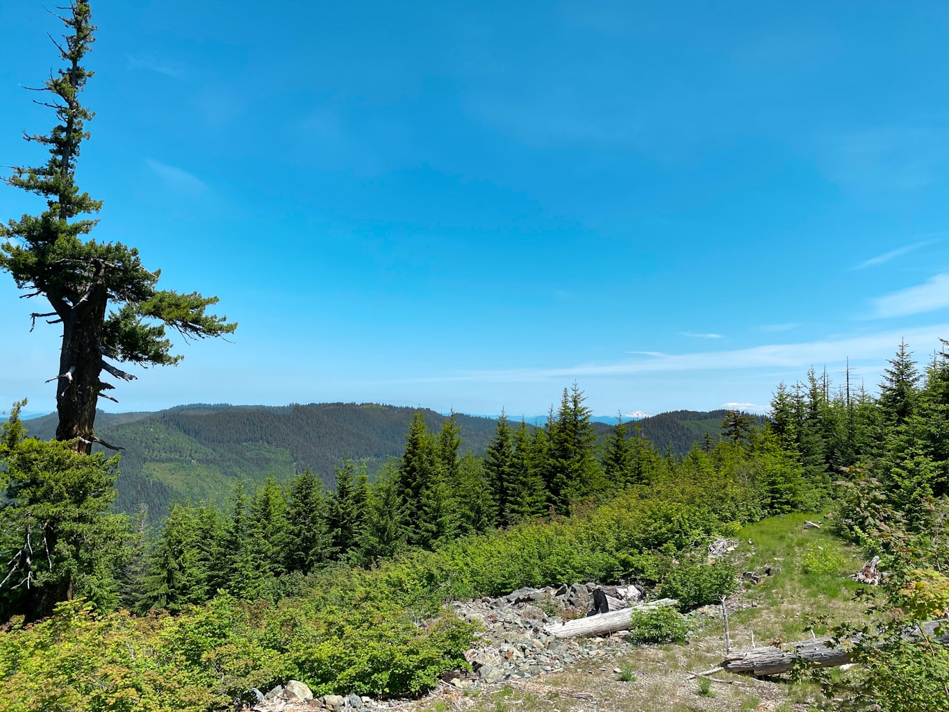 View from road to Bohemia Mine